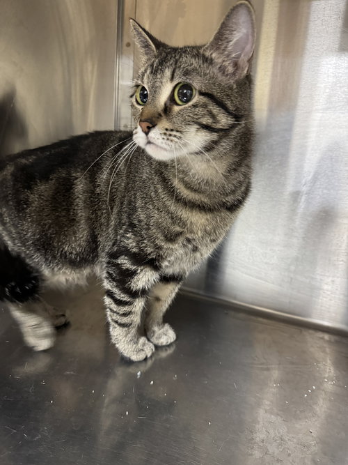 picture of the cat needing adoption