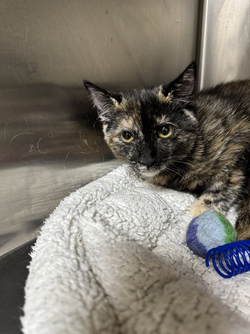 picture of the cat needing adoption