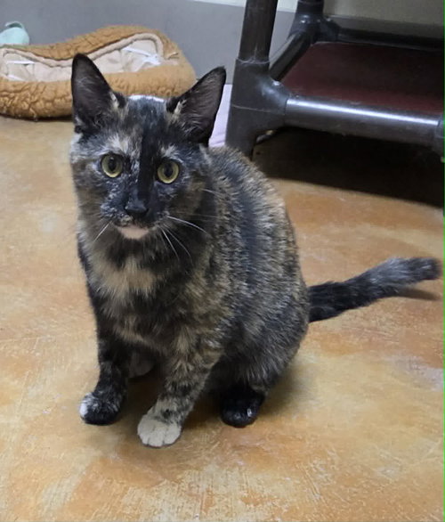 Alice, an adoptable Tortoiseshell in AUSTIN, MN