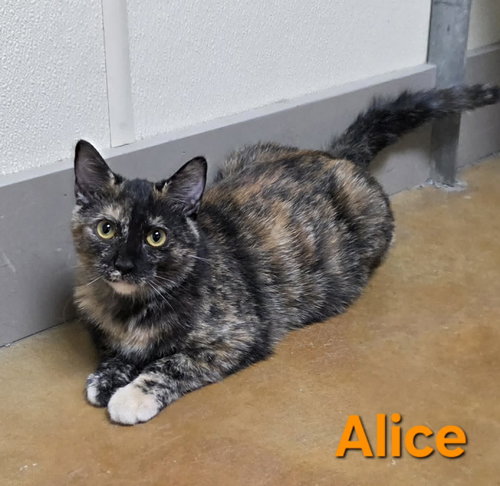 Photo 5 of Alice