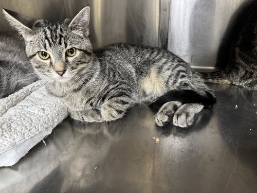 picture of the cat needing adoption