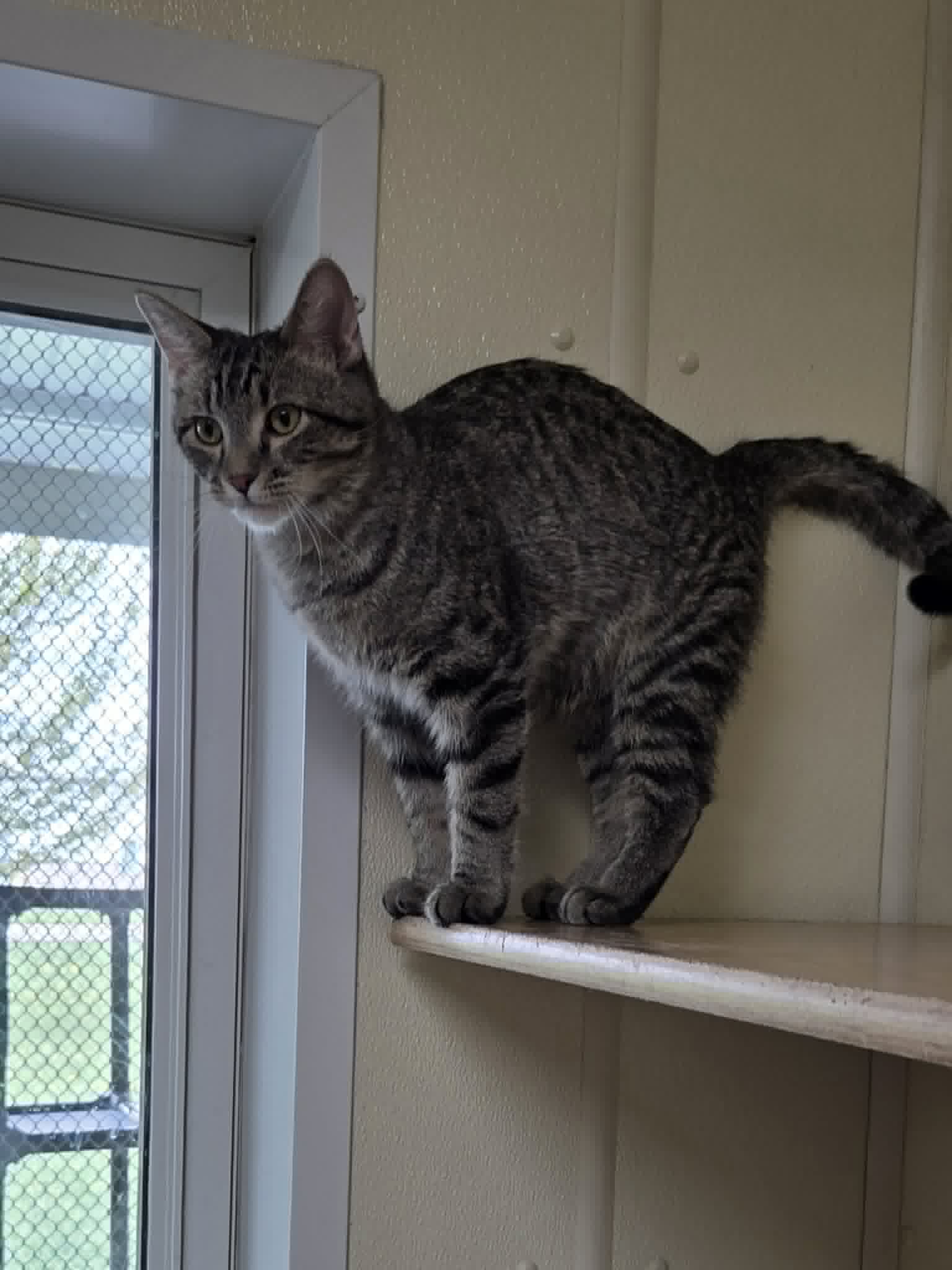 Oliver image 4