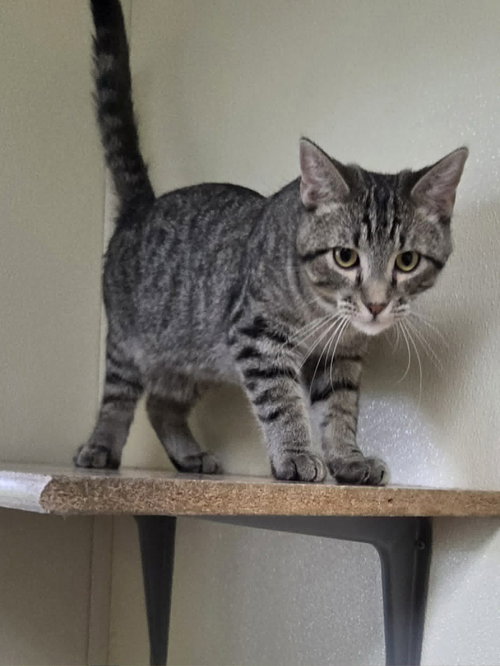 Photo 6 of Oliver