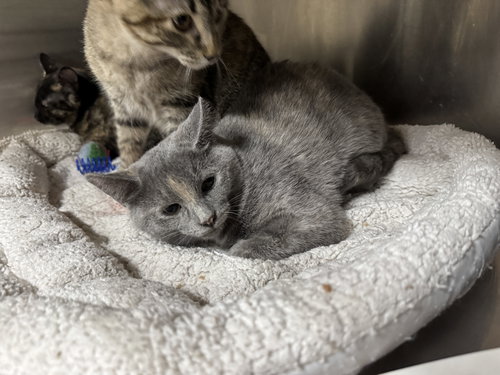 picture of the cat needing adoption