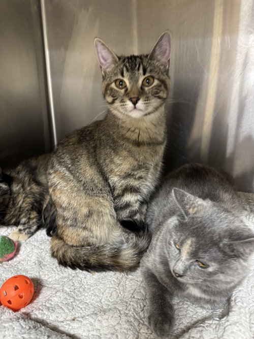 picture of the cat needing adoption