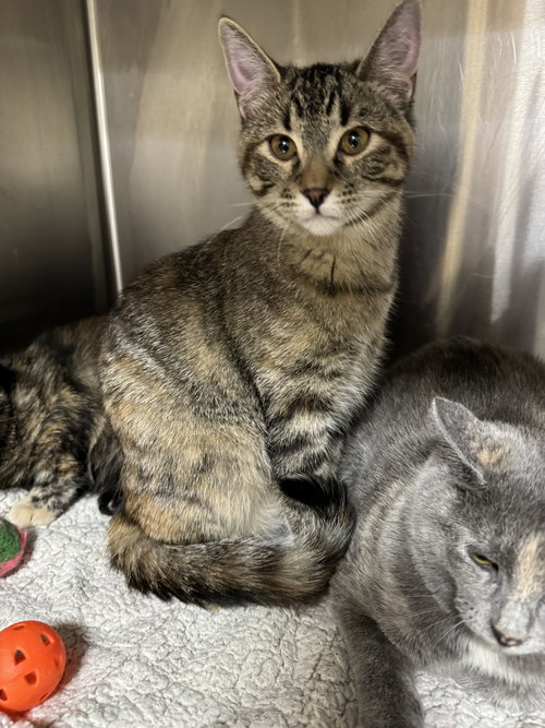 Hannah, an adoptable Tiger in AUSTIN, MN