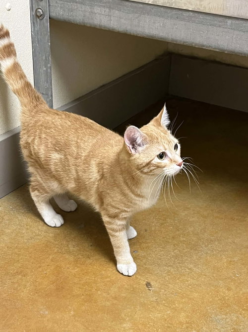 WINNIE - Tabby / Domestic Short Hair available for adoption
