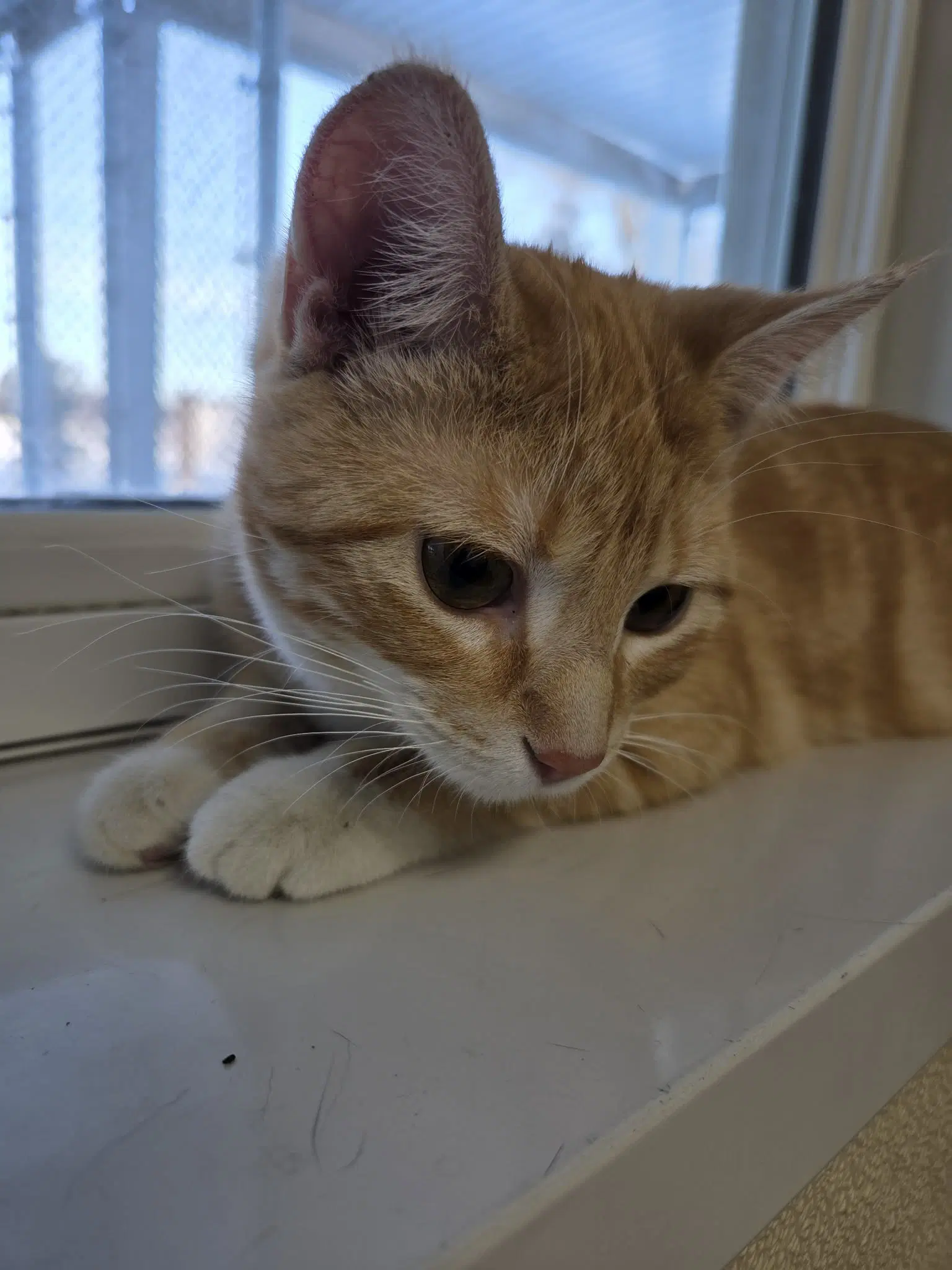 Winnie image 4