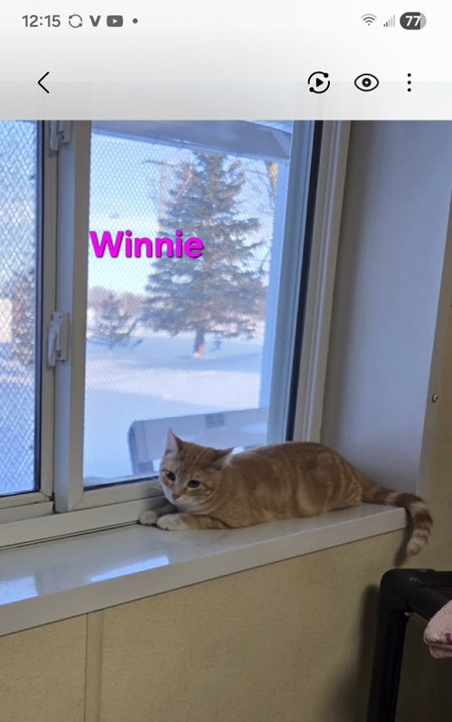 Photo 6 of Winnie