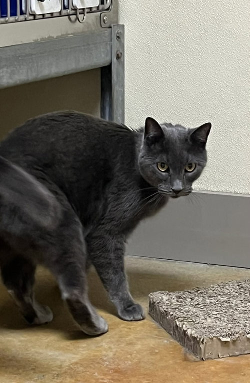 Ian, an adoptable Domestic Short Hair in AUSTIN, MN