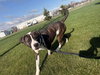 Nanette - Photo 4