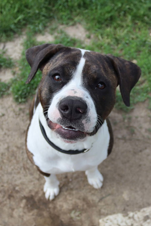 NANETTE - Boxer / Pit Bull Terrier available for adoption