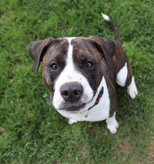 NANETTE - Boxer / Pit Bull Terrier for adoption in Rochester