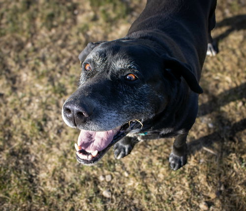 Bob, an adoptable Black Labrador Retriever in AUSTIN, MN