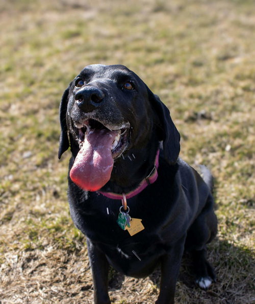 Lucy, an adoptable Black Labrador Retriever in AUSTIN, MN