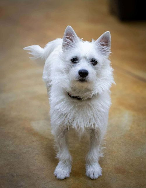 Mazy (multiple applications), an adoptable West Highland White Terrier Westie in AUSTIN, MN