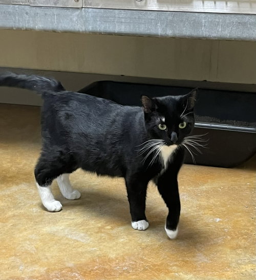 Bilbo, an adoptable Domestic Short Hair in AUSTIN, MN