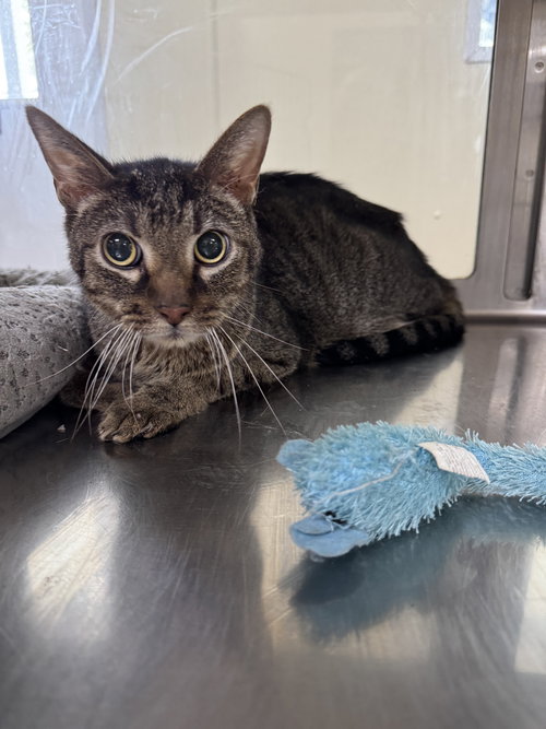 Caspian, an adoptable Domestic Short Hair in AUSTIN, MN