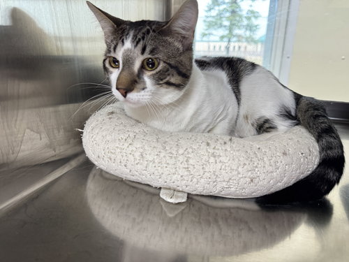 Ziggy, an adoptable Domestic Short Hair in AUSTIN, MN