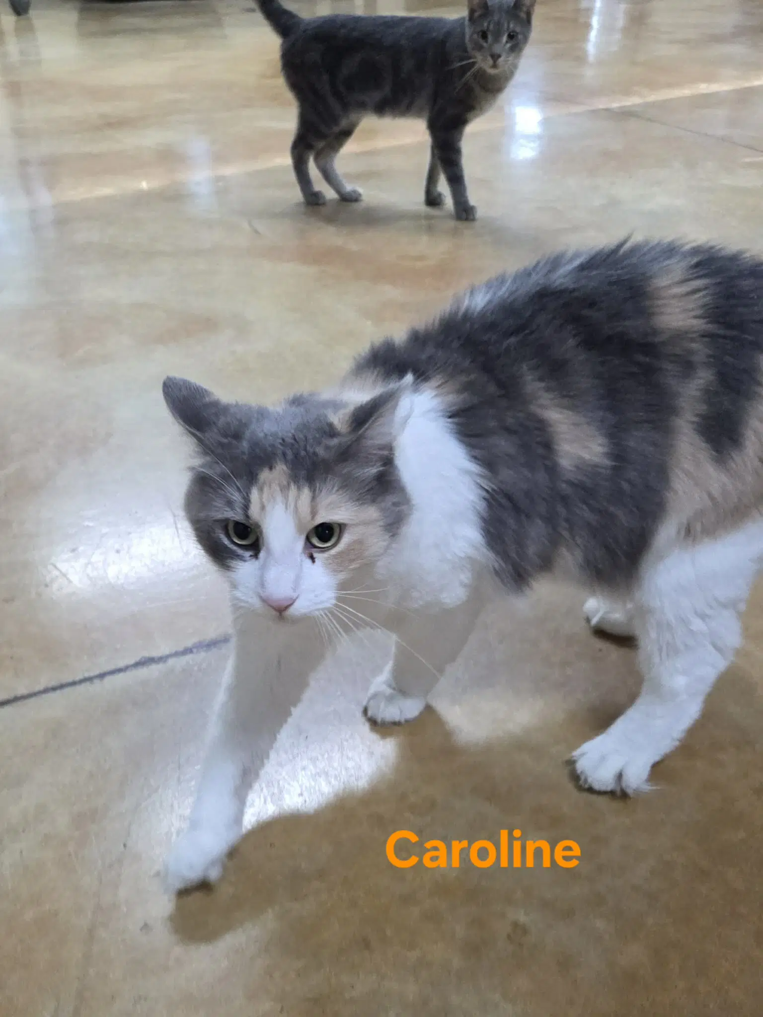 Caroline image 4