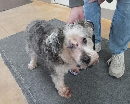 picture of the dog needing adoption