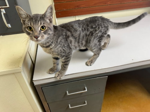 Ringo, an adoptable Tiger in AUSTIN, MN