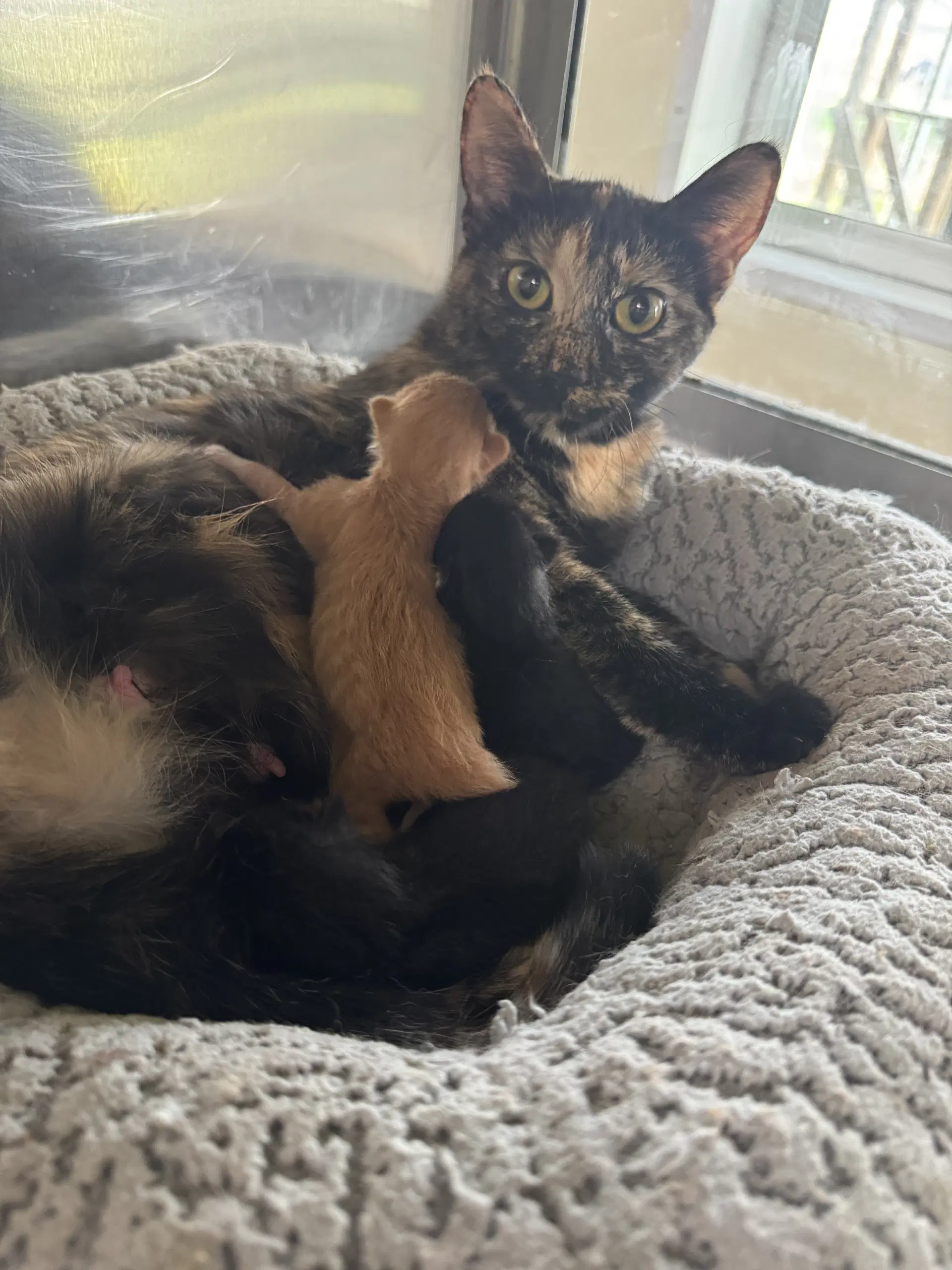 Sheena - Tortoiseshell