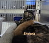 Sheena