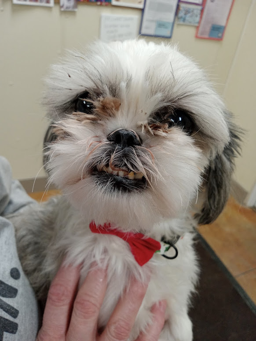 picture of the dog needing adoption