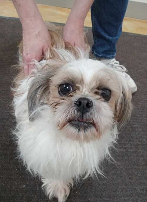 picture of the dog needing adoption