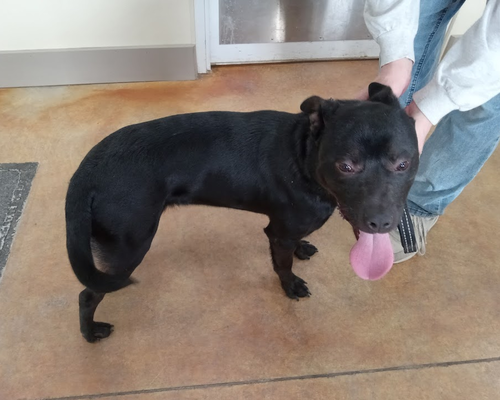 picture of the dog needing adoption
