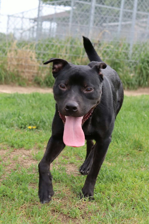 Callahan, an adoptable Pit Bull Terrier in AUSTIN, MN