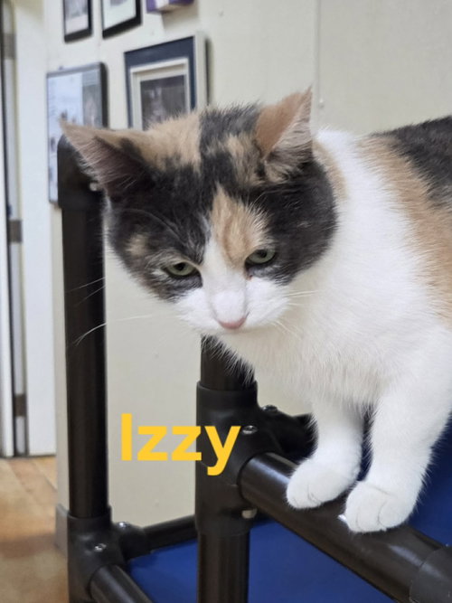 Photo 6 of Izzy