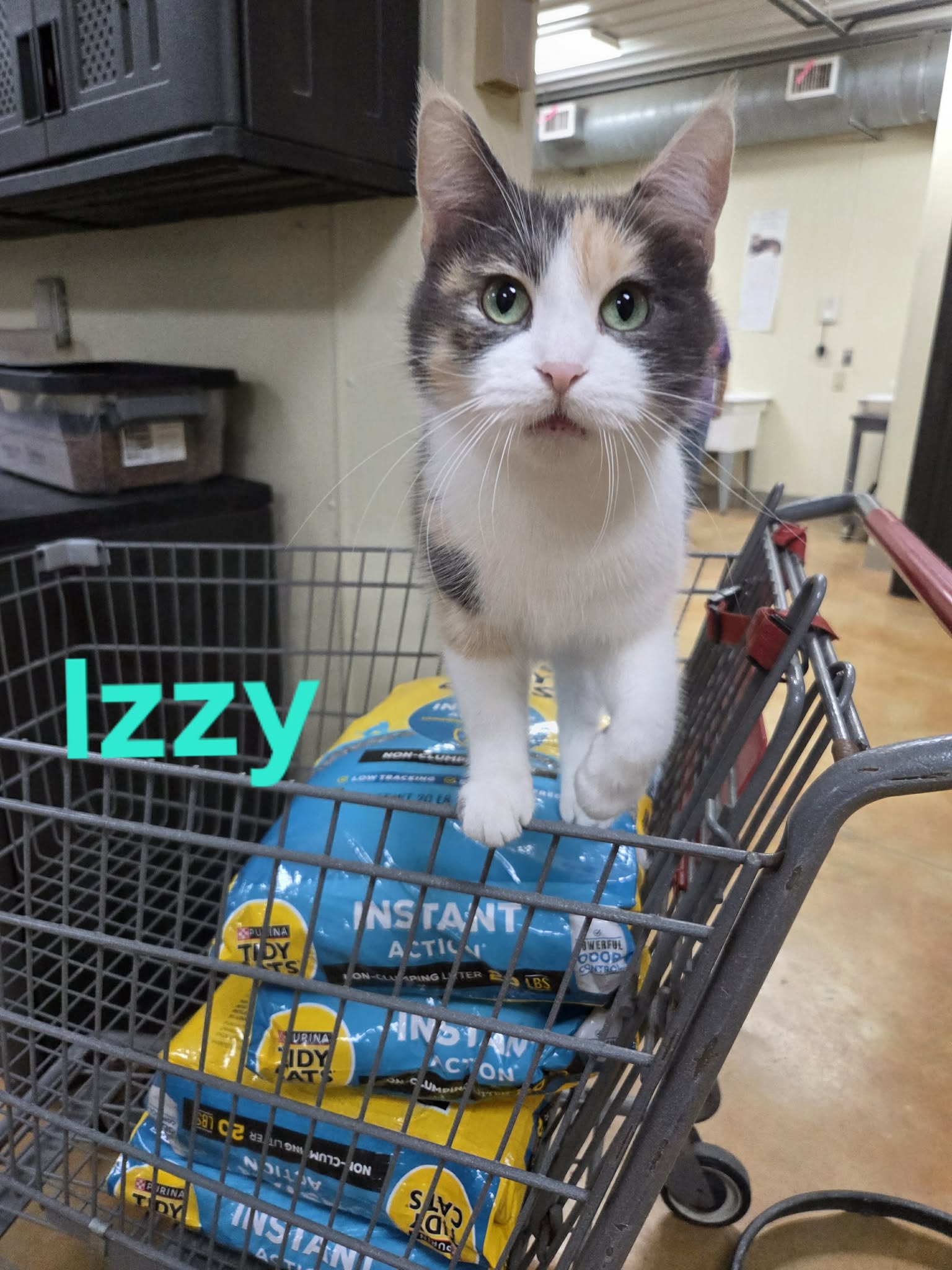 Izzy, photo 10