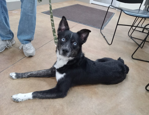 picture of the dog needing adoption