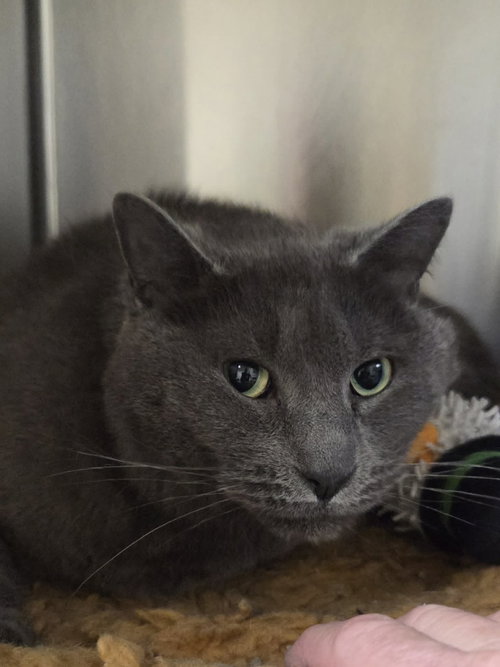 Devlin, an adoptable Domestic Short Hair in AUSTIN, MN