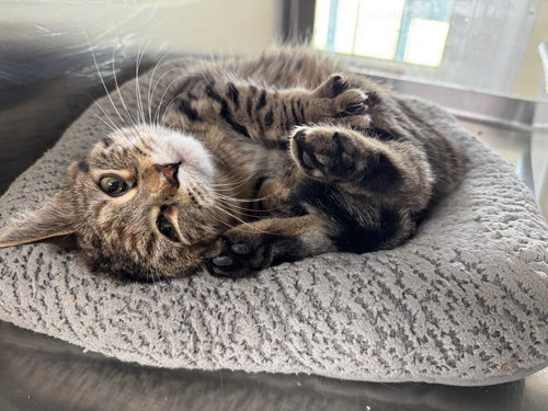Tori, an adoptable Tiger in AUSTIN, MN