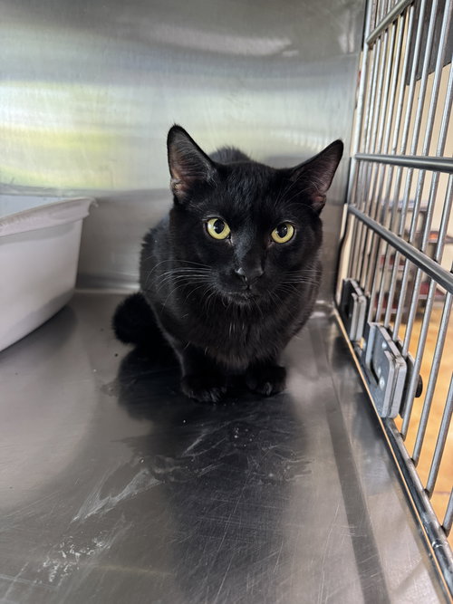 Jack, an adoptable Domestic Short Hair in AUSTIN, MN
