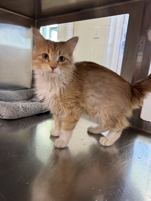 Lucy, an adoptable Domestic Long Hair in AUSTIN, MN