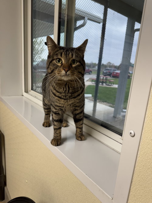 Leon, an adoptable Tiger in AUSTIN, MN