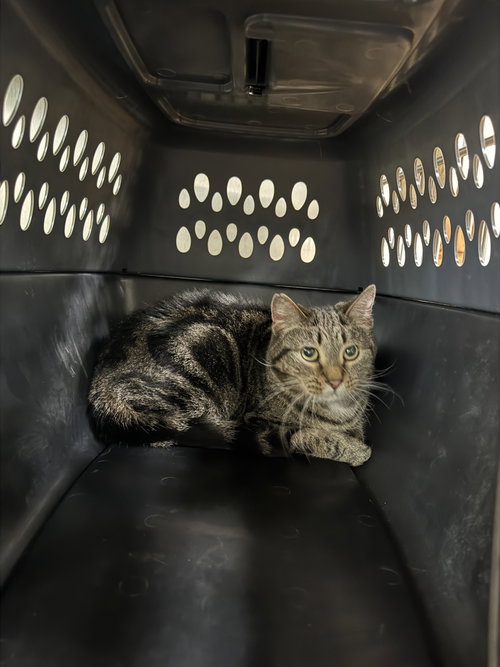 Cleo, an adoptable Tiger in AUSTIN, MN