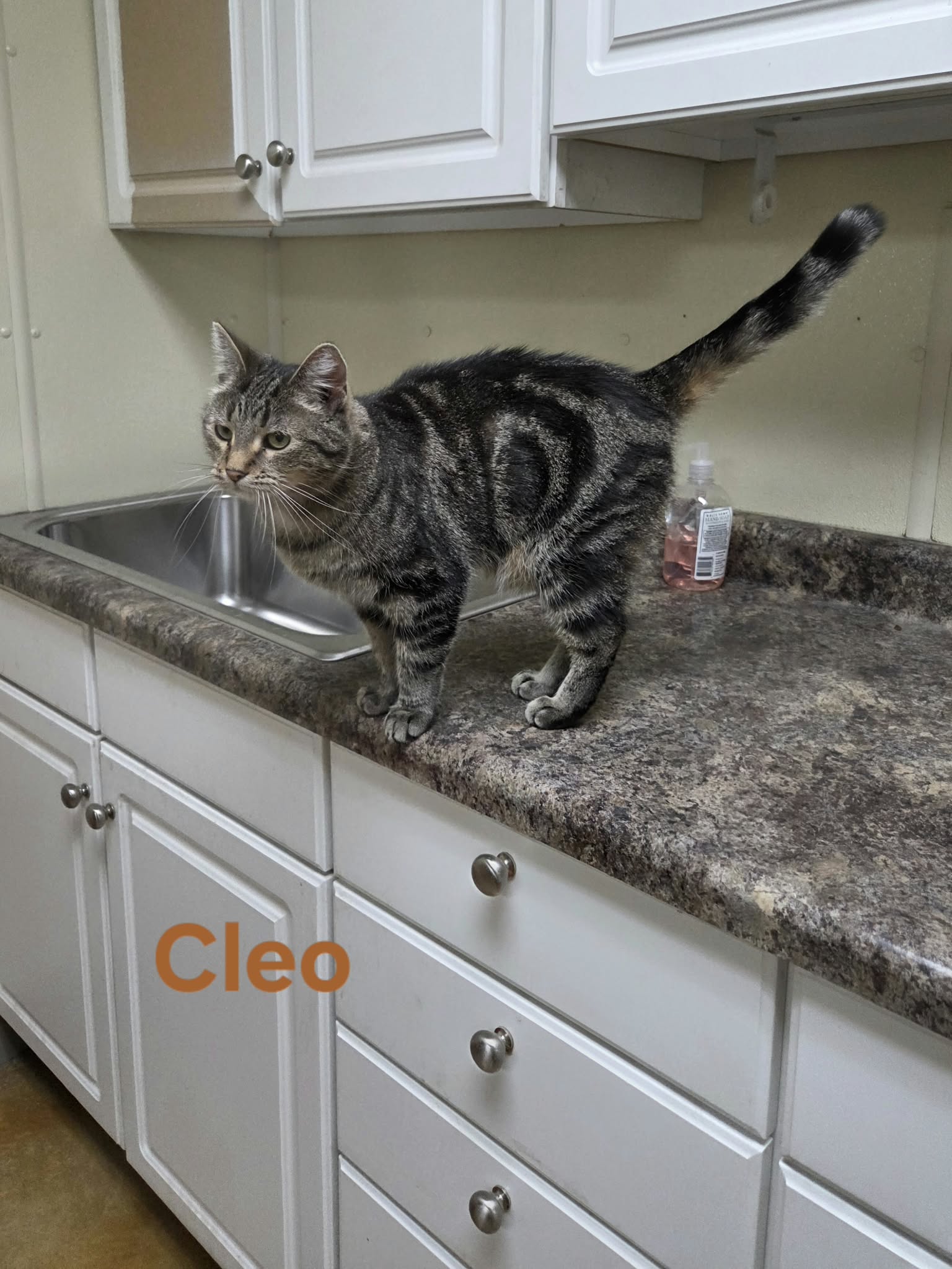 Cleo, photo 2