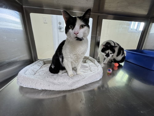 Lolo, an adoptable Domestic Short Hair in AUSTIN, MN