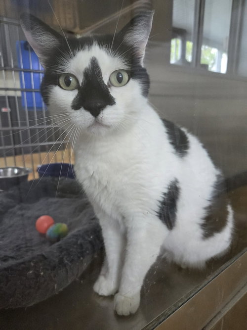 Oreo, an adoptable Domestic Short Hair in AUSTIN, MN