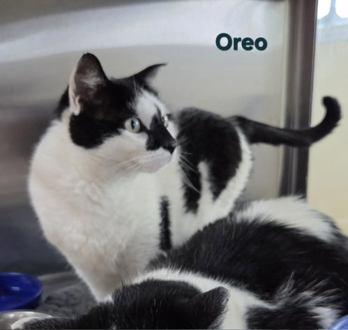 Photo 6 of Oreo