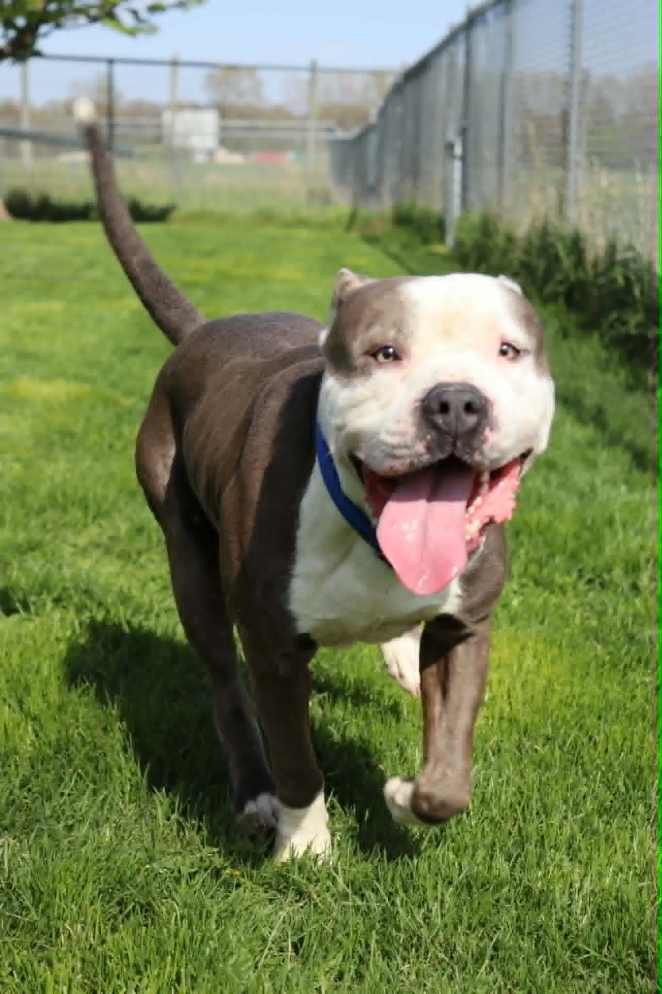 Travis - Pit Bull Terrier