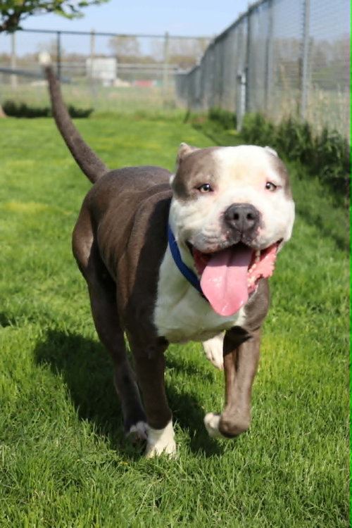 Travis, an adoptable Pit Bull Terrier in AUSTIN, MN