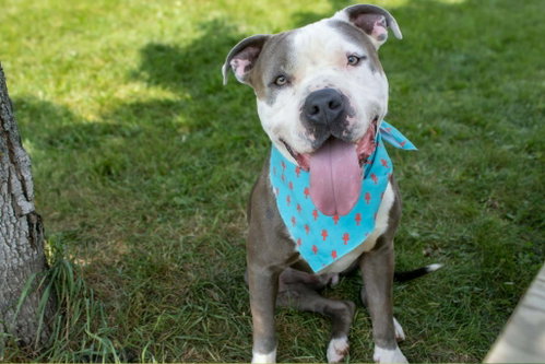 Travis (sponsored fee), an adoptable dog