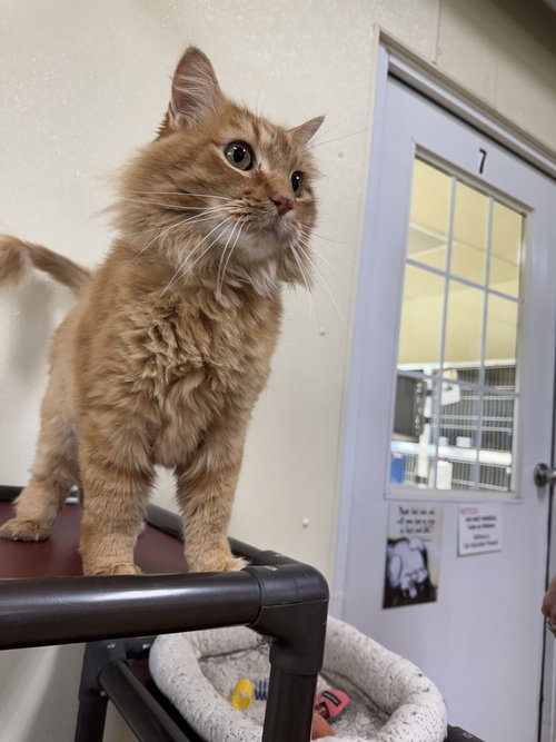 Kat, an adoptable Domestic Medium Hair in AUSTIN, MN