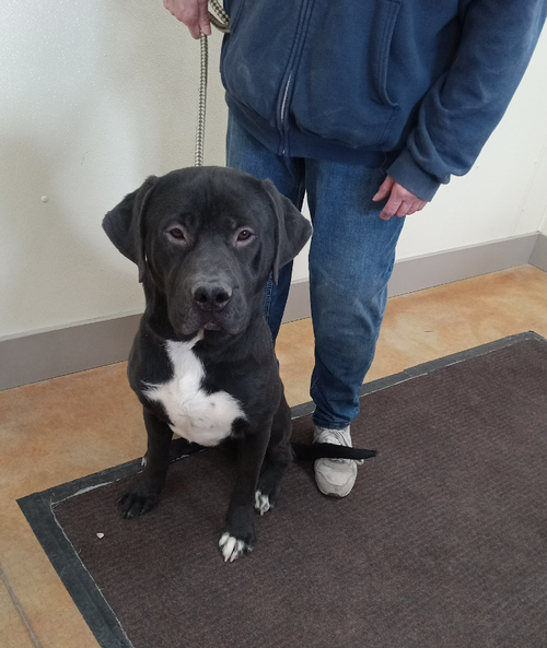 Alfie, an adoptable Labrador Retriever in AUSTIN, MN